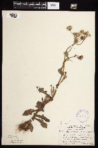 Sonchus asper image
