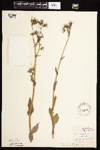 Sonchus asper image