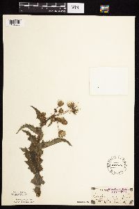 Sonchus asper image