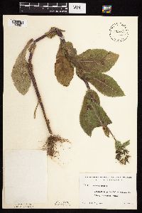Sonchus asper image