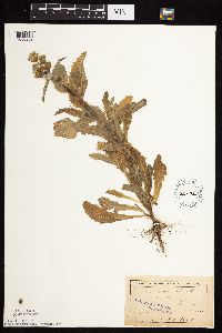 Sonchus asper image