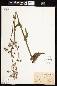 Sonchus asper image