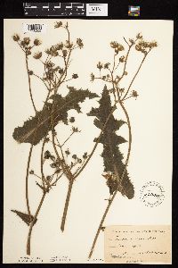 Sonchus asper image