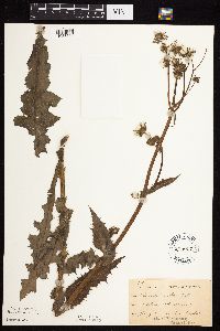 Sonchus asper image