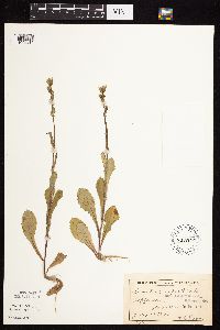 Sonchus asper image