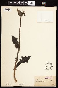 Sonchus asper image