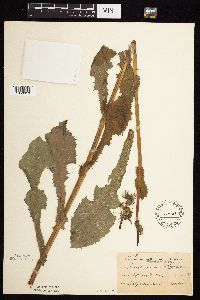 Sonchus asper image