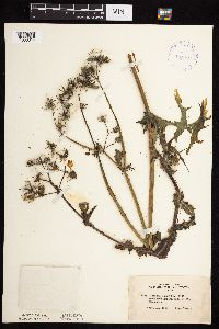 Sonchus asper image