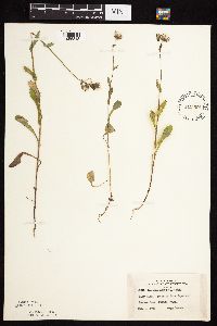 Sonchus asper image