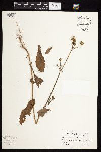 Sonchus asper image