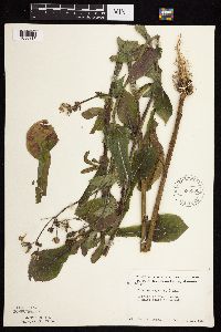 Sonchus asper image