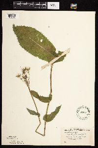 Sonchus asper image