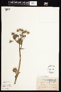 Sonchus asper image