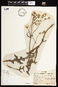 Sonchus asper image