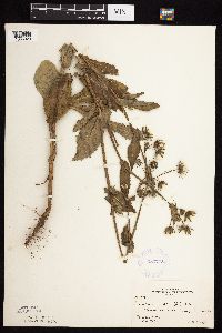 Sonchus asper image