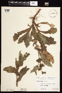 Sonchus asper image