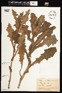 Sonchus asper image