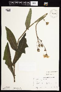 Sonchus oleraceus image