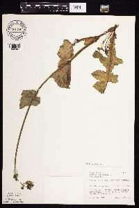 Sonchus oleraceus image