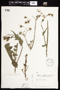 Sonchus oleraceus image