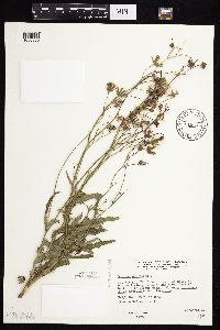 Sonchus oleraceus image