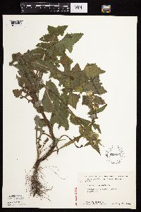 Sonchus oleraceus image