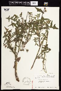 Sonchus oleraceus image