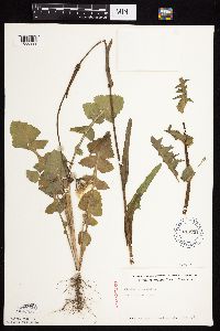 Sonchus oleraceus image