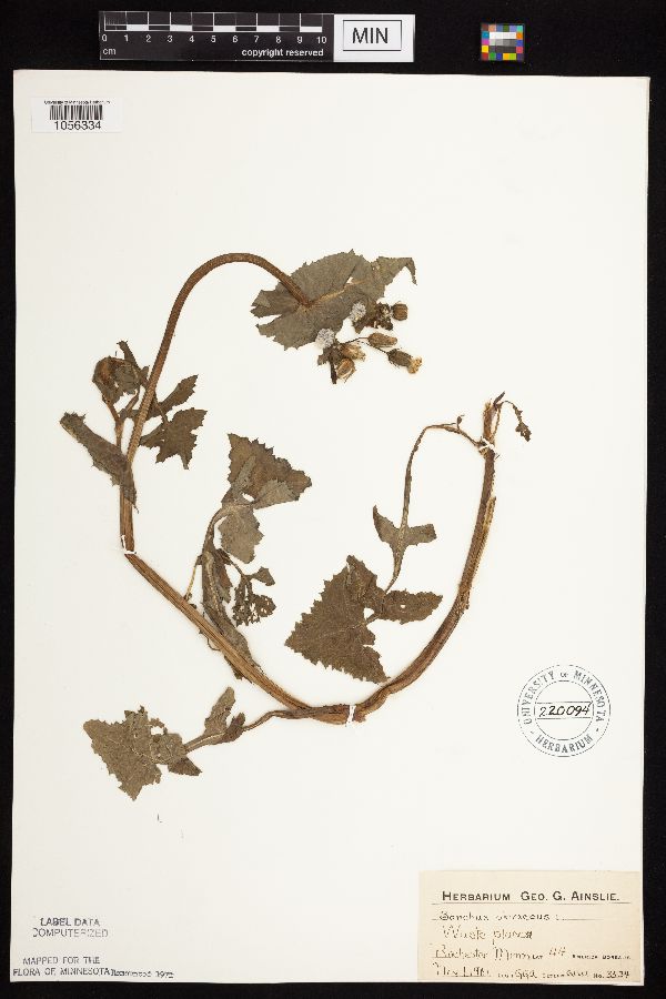 Sonchus oleraceus image