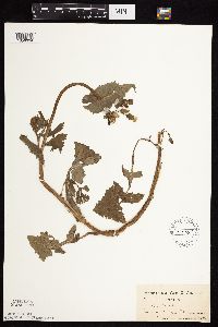 Image Associated With the Occurrence