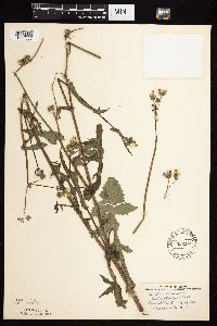 Sonchus oleraceus image