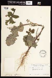 Sonchus oleraceus image