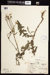 Sonchus oleraceus image