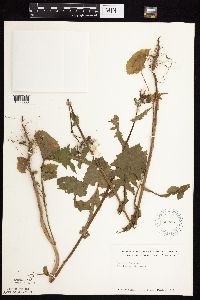 Sonchus oleraceus image
