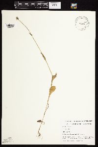 Sonchus oleraceus image