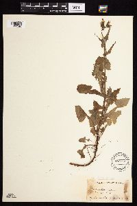 Sonchus oleraceus image