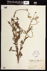 Sonchus oleraceus image