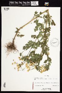 Image Associated With the Occurrence