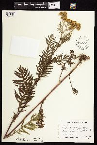 Tanacetum vulgare image