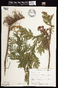 Tanacetum vulgare image