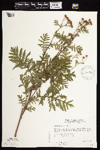 Tanacetum vulgare image