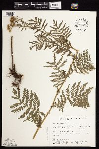 Tanacetum vulgare image