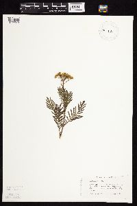 Tanacetum vulgare image