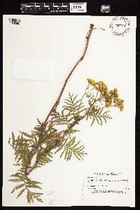 Tanacetum vulgare image