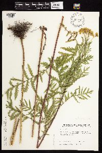 Tanacetum vulgare image
