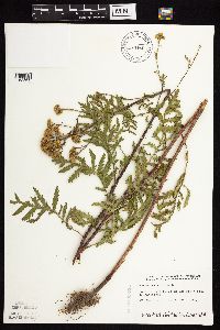 Tanacetum vulgare image