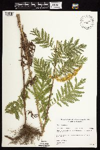 Tanacetum vulgare image