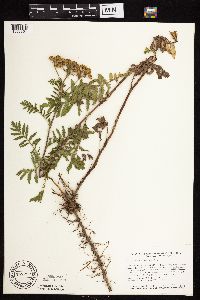 Tanacetum vulgare image