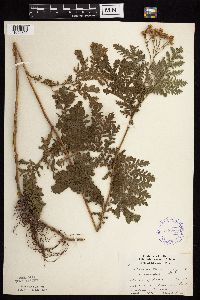 Tanacetum vulgare image