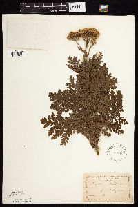 Tanacetum vulgare image